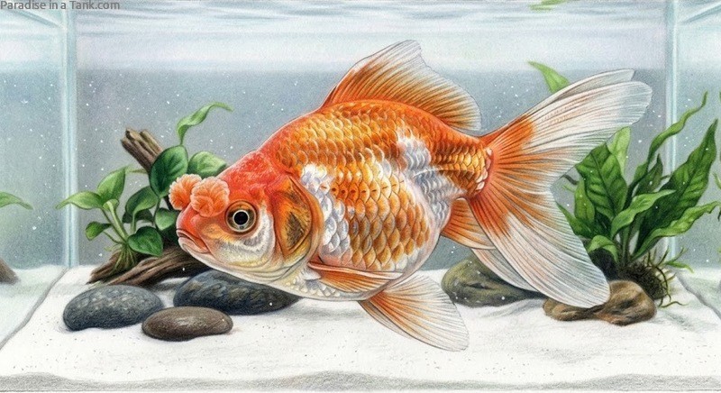Pom Pom Goldfish in a tank.