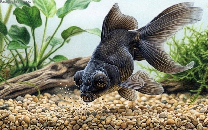 Black Moor Goldfish looking for food.
