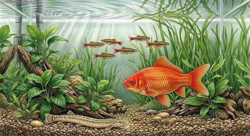 A common goldfish with minnows