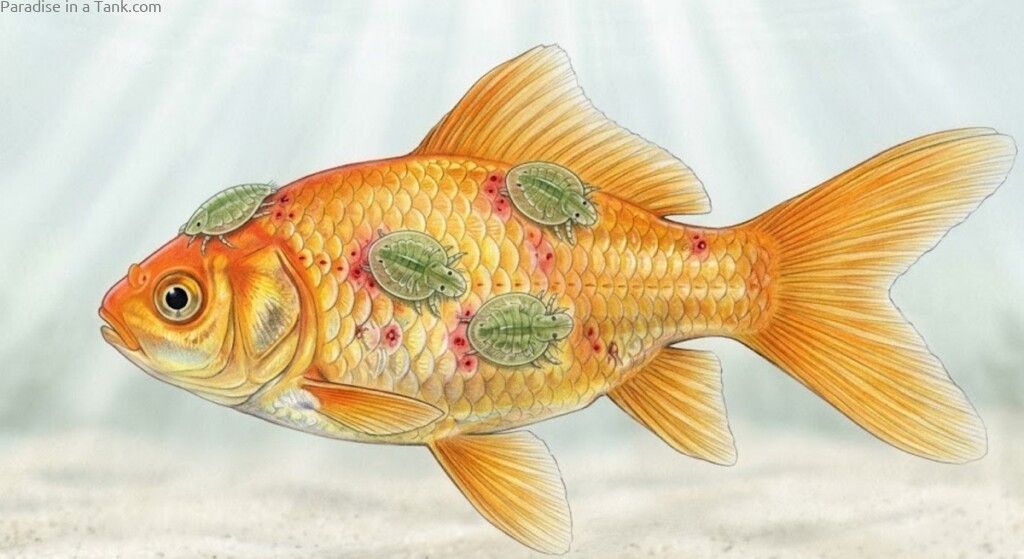 Goldfish with fish lice attached.