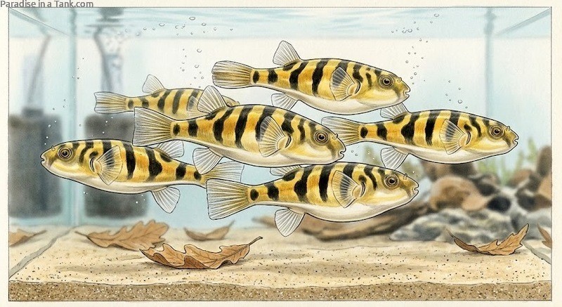 A group of Amazon Puffer fish in a tank.
