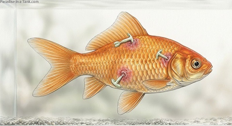 Goldfish with anchor worms.