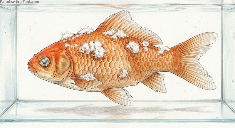 Goldfish with Cotton Wool Disease.