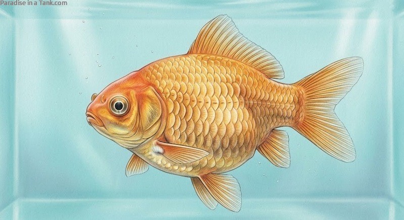 Goldfish with Dropsy.