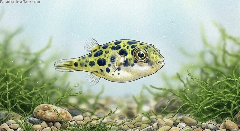 A dwarf pea puffer fish in a planted tank.