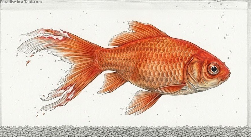 Goldfish with Fin Rot.