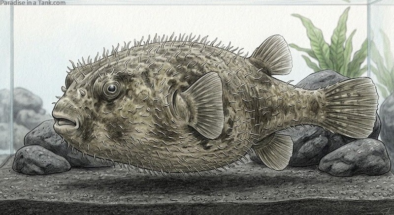 A Hairy Pufferfish in an aquarium.