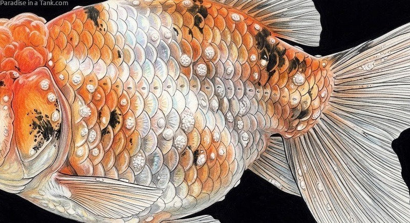 Goldfish with Ich (White Spot)
