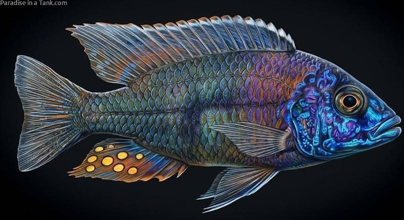 A Male Peacock Cichlid showing vibrant colours.