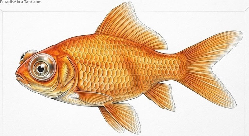 Goldfish with Pop Eye disease.