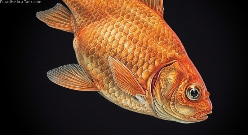 Goldfish with swim bladder disorder