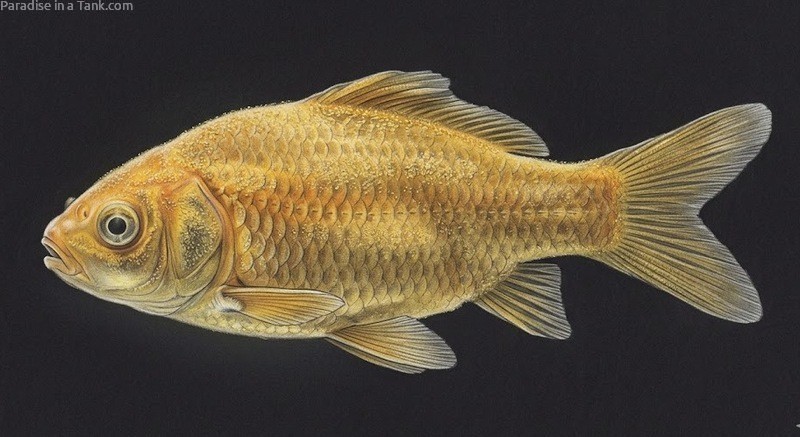 Goldfish with velvet Disease.