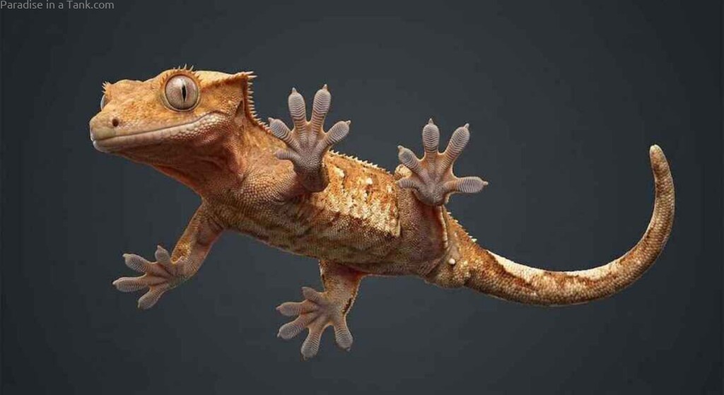 Detailed close view of a Crested Gecko displaying its intricate adhesive toe pads.