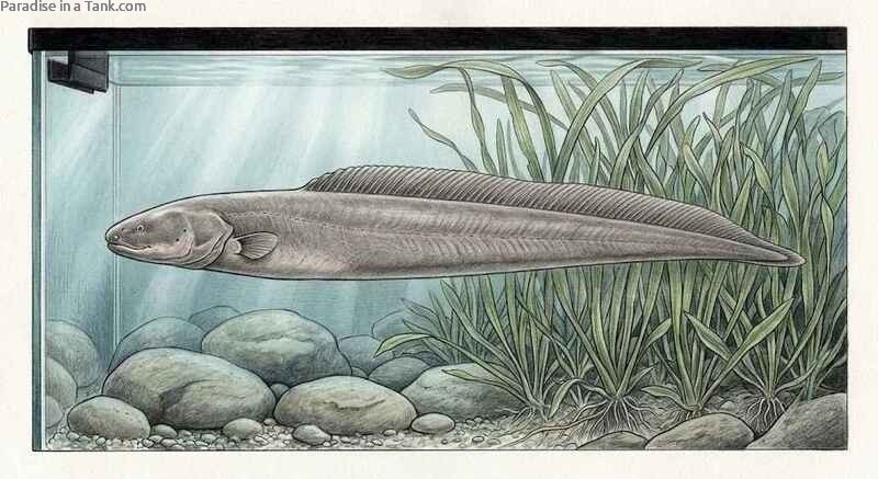 Side view showing the uniform grey scales of a healthy Aba Aba Knifefish.