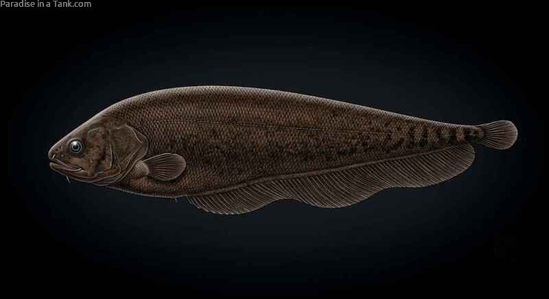Side profile view displaying the deep bronze body coloration of an African Brown Knifefish.