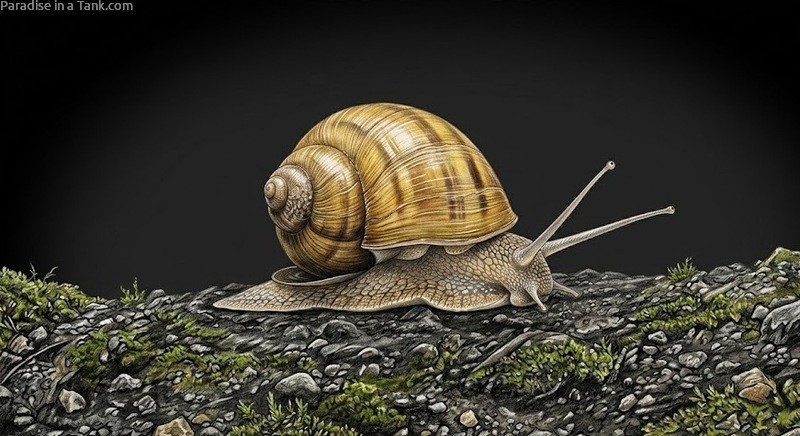 An Apple Snail