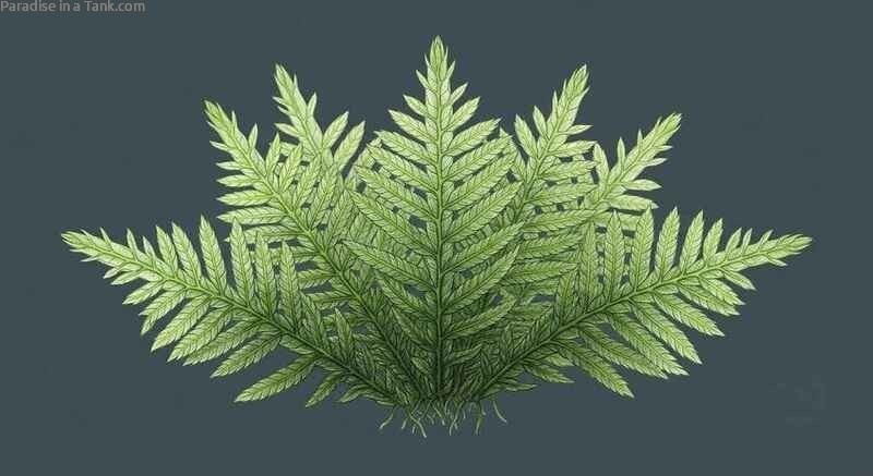 A close up view showcasing the intricate fine fronds of healthy aquarium moss.