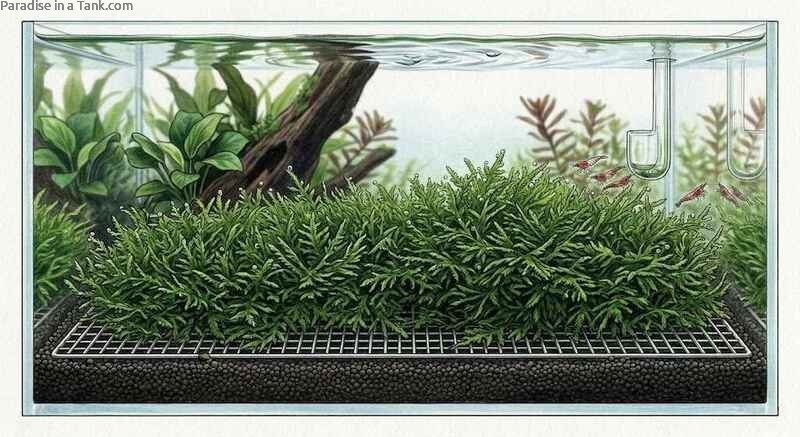 An aquarium moss carpet growing on a mesh placed neatly across the substrate floor.