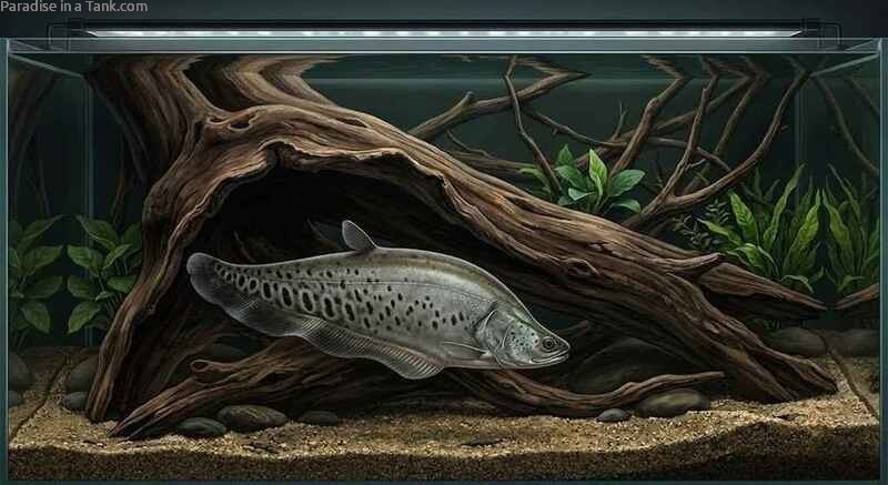 Clown knifefish hovering peacefully near the bottom gravel substrate of a display tank.