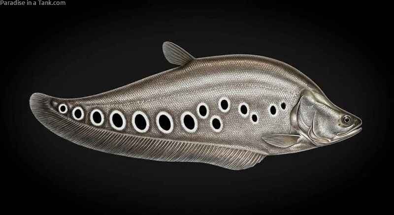 Close up shot of the distinct spot patterns on a clown knifefish side.