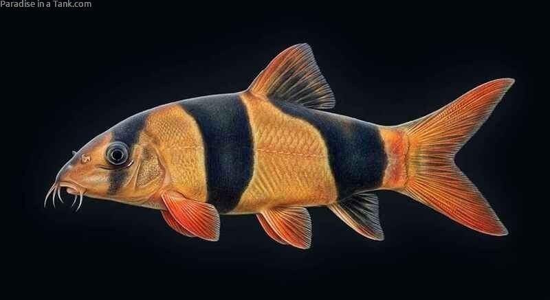 Close up shot of a vibrant Clown Loach showing its distinct stripes.