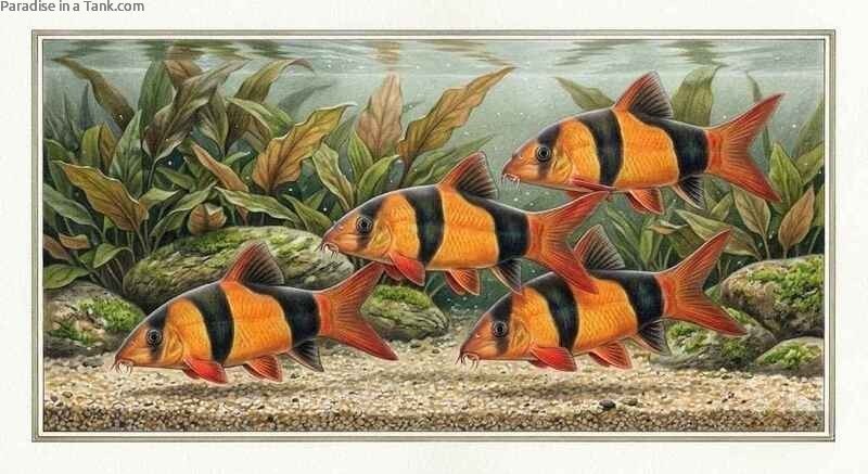 A school of Clown Loach fish exploring a freshwater community tank.