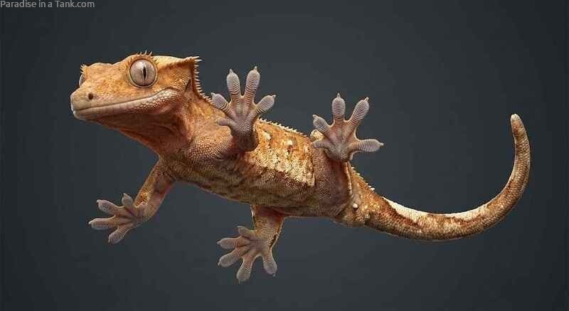 Image showing microstructures under the active toe pads of a Crested Gecko.