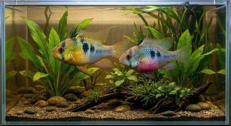 A clear profile shot comparing two German blue rams of different genders.