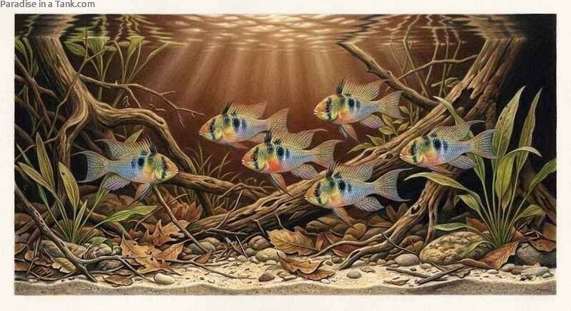 Wild German Blue Rams in nature swimming through submerged tree roots and leaf litter.