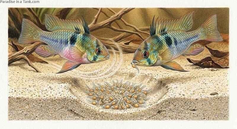 German blue ram gently moving a wiggler fry in a sand pit.