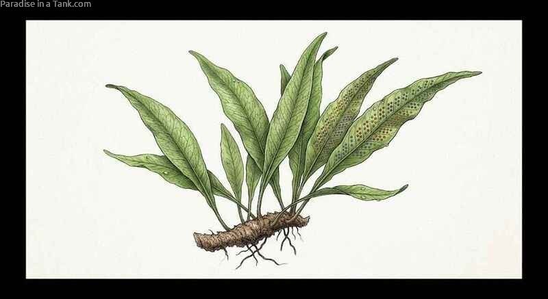 A lush cluster of Java Fern displaying broad green leaf structure.