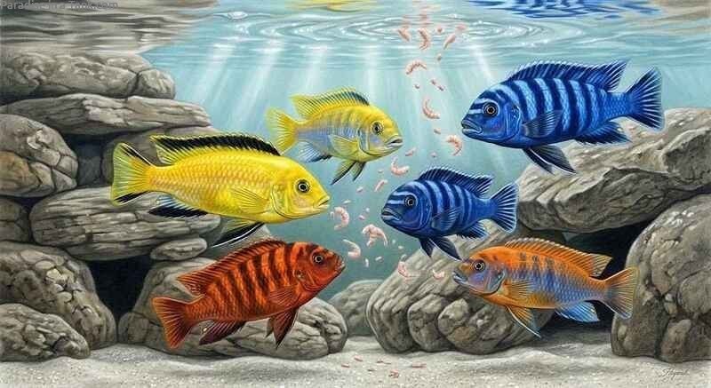 Mbuna Cichlids eating Freeze-Dried Krill