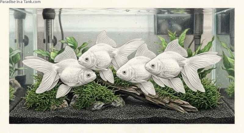 Side view of a healthy Solid Matte White Fantail goldfish showing their
flat texture.