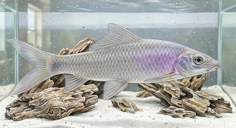 Side view of a solitary Violet Blushing Shark resting near pieces of driftwood.