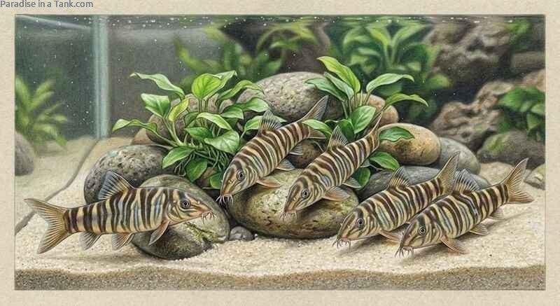 Zebra Loaches swimming actively over smooth river stones in a well-planted aquarium.