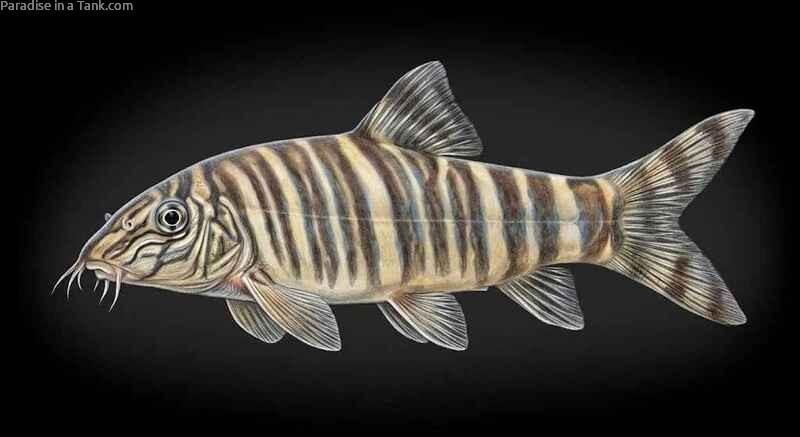 Side profile of a healthy Zebra Loach showcasing its distinct face and barbels.