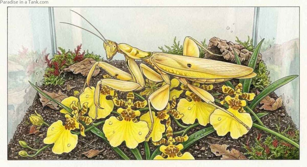 Yellow orchid mantis perched on vibrant yellow flowers with a clean clear background.