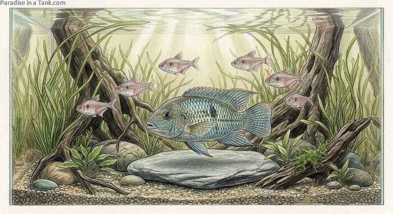 A Blue Acara swimming alongside colorful Bleeding Heart Tetras.