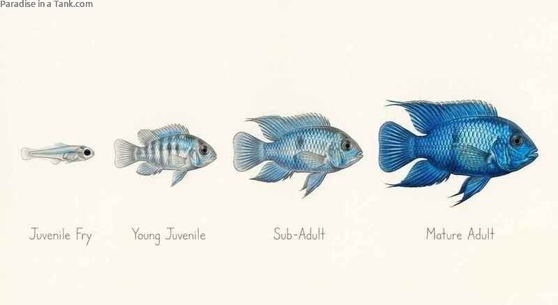 Detailed progression showing different Blue Acara growth stages from juvenile  to fully mature adult.
