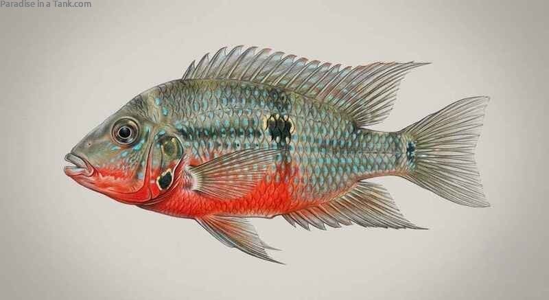 Side view showing the detailed body structure and bright red belly of a Firemouth Cichlid.